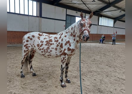 Knabstrupper, Giumenta, 9 Anni, 145 cm, Leopard