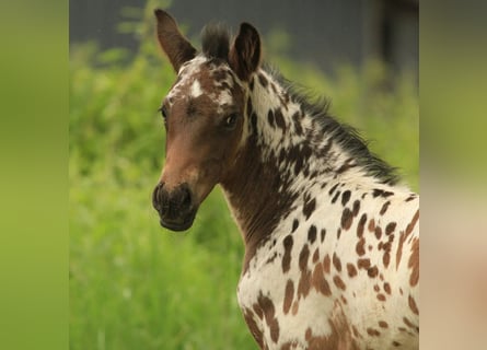 Knabstrupper, Hengst, 1 Jaar, 168 cm, Appaloosa