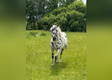 Knabstrupper, Hengst, 4 Jaar, 154 cm, Appaloosa