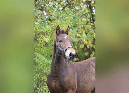 Knabstrupper, Hengst, Fohlen (06/2025), 157 cm, Brauner