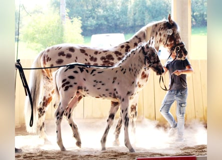 Knabstrupper, Hengst, veulen (06/2023), 150 cm, Appaloosa
