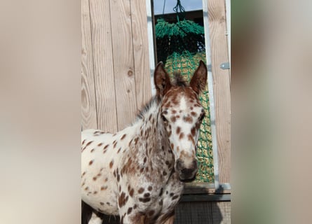 Knabstrupper, Hengst, veulen (06/2024), 155 cm, Appaloosa