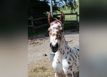 Knabstrupper, Hengst, , 157 cm, Appaloosa
