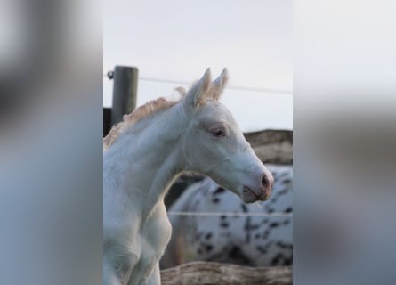 Knabstrupper, Hengst, , 160 cm, Appaloosa