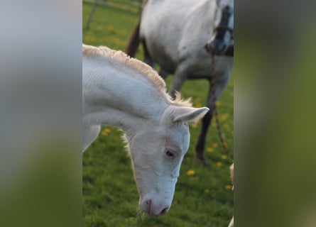 Knabstrupper, Hengst, , 160 cm, Appaloosa