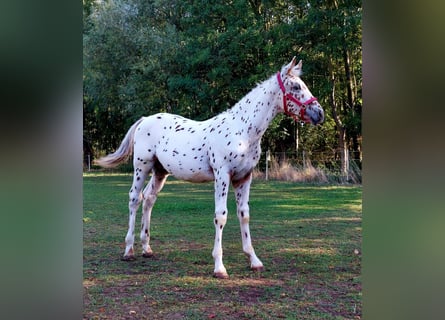 Knabstrupper, Hengst, veulen (04/2023), 168 cm, Appaloosa