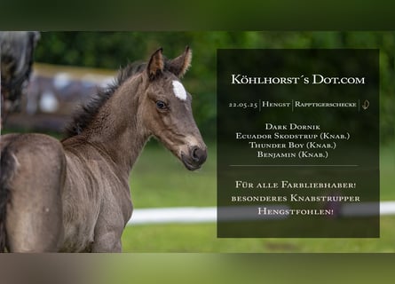 Knabstrupper, Hengst, , Appaloosa