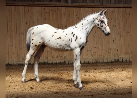 Knabstrupper, Hingst, 1 år, 150 cm, Leopard-Piebald