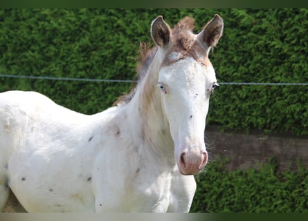 Knabstrupper, Hingst, Föl (06/2024), 157 cm, Leopard-Piebald