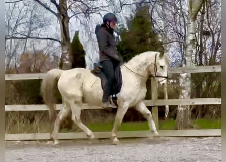 Knabstrupper, Merrie, 18 Jaar, 146 cm, Appaloosa