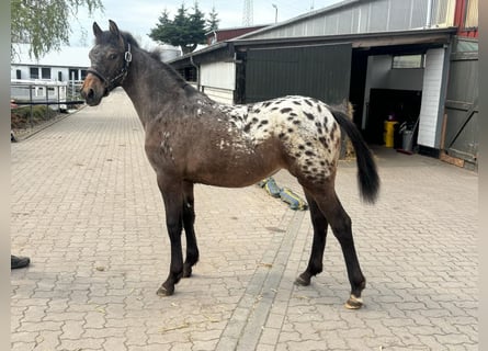 Knabstrupper Mix, Merrie, 1 Jaar, 136 cm, Appaloosa