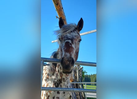 Knabstrupper, Merrie, 1 Jaar, Appaloosa