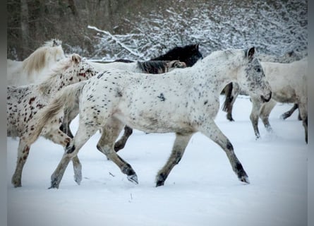 Knabstrupper, Merrie, 3 Jaar, 148 cm, Appaloosa