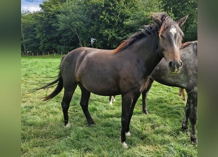Knabstrupper Mix, Merrie, 4 Jaar, 147 cm, Bruin