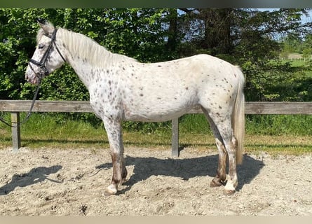 Knabstrupper, Merrie, 4 Jaar, 148 cm, Appaloosa