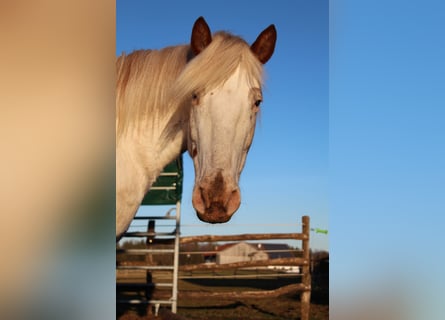 Knabstrupper, Merrie, 9 Jaar, 150 cm, Wit