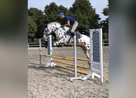 Knabstrupper, Ruin, 10 Jaar, 167 cm, Appaloosa