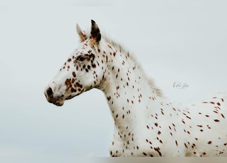 Knabstrupper, Ruin, 3 Jaar, 162 cm, Appaloosa