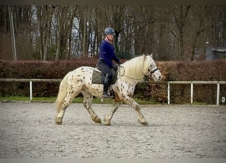 Knabstrupper Mix, Ruin, 4 Jaar, 153 cm, Appaloosa