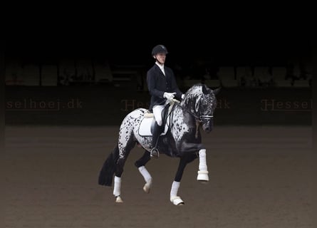 Knabstrupper, Semental, 6 años, 167 cm