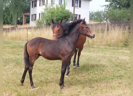 Knabstrupper, Semental, , 155 cm, Castaño