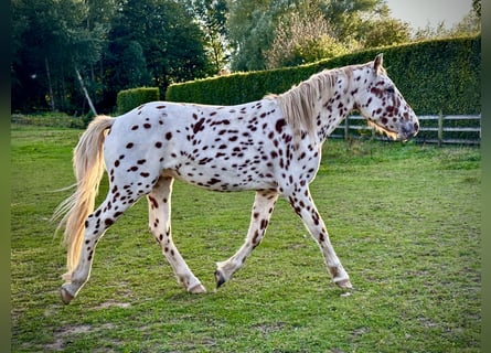 Knabstrupper, Stallone, 2 Anni, 154 cm, Leopard