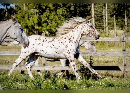Knabstrupper, Stallone, 2 Anni, 160 cm, Leopard