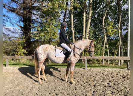 Knabstrupper, Stute, 6 Jahre, 158 cm