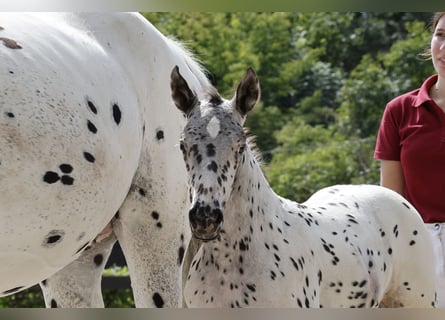 Knabstrupper, Sto, Föl (06/2024), 160 cm, Leopard-Piebald