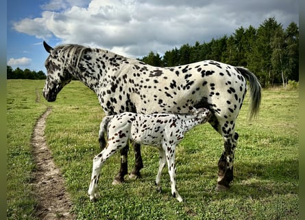 Knabstrupper, Stute, 14 Jahre, 158 cm, Tigerschecke