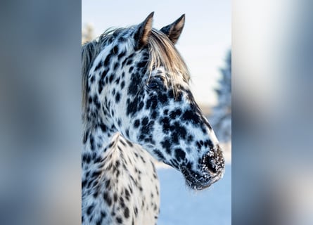 Knabstrupper, Stute, 15 Jahre, 160 cm, Tigerschecke