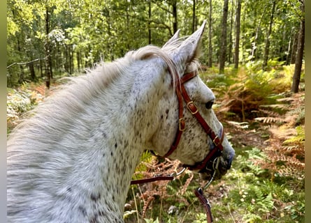 Knabstrupper, Stute, 18 Jahre, 146 cm, Tigerschecke