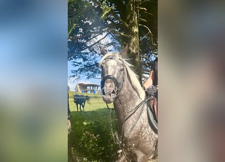 Knabstrupper, Stute, 4 Jahre, 156 cm, Tigerschecke