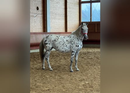 Knabstrupper, Stute, 5 Jahre, 156 cm, Tigerschecke