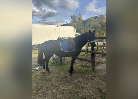 Knabstrupper, Stute, 9 Jahre, 152 cm, Rappe