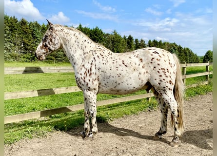 Knabstrupper, Wallach, 11 Jahre, 158 cm, Tigerschecke