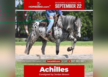 Knabstrupper, Wallach, 11 Jahre, 163 cm