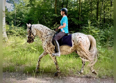 Knabstrupper, Wallach, 12 Jahre, 162 cm, Tigerschecke