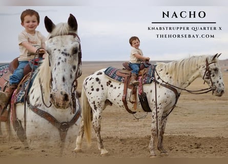 Knabstrupper, Wallach, 13 Jahre, 157 cm, Rotbrauner