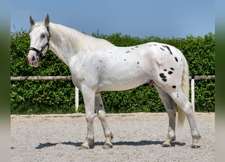 Knabstrupper Mix, Wallach, 3 Jahre, 158 cm, Tigerschecke