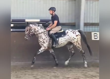 Knabstrupper, Wallach, 3 Jahre, 158 cm, Tigerschecke