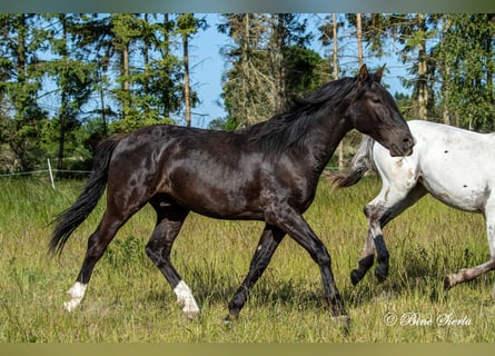 Knabstrupper, Wallach, 4 Jahre, 155 cm