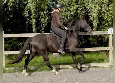 Knabstrupper, Wallach, 4 Jahre, 158 cm