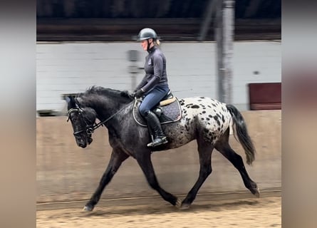 Knabstrupper, Wallach, 4 Jahre, 164 cm, Tigerschecke