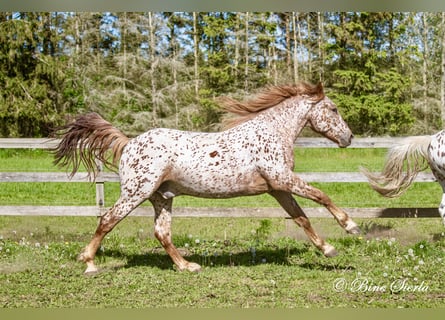Knabstrupper, Wallach, 5 Jahre, 158 cm, Tigerschecke