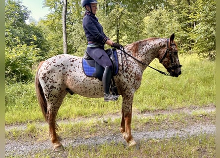 Knabstrupper, Wallach, 6 Jahre, 160 cm, Tigerschecke