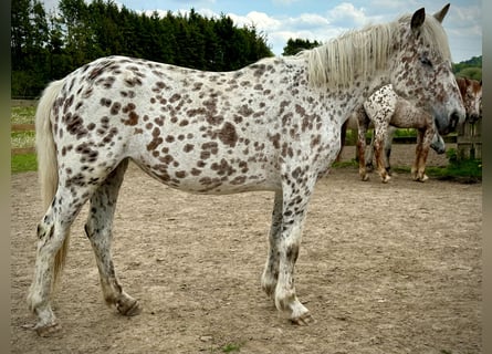 Knabstrupper, Yegua, 4 años, 146 cm, Atigrado/Moteado