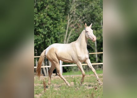 Koń achał-tekiński, Klacz, 2 lat, 158 cm, Cremello