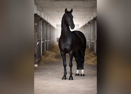 Koń achał-tekiński, Ogier, 4 lat, 162 cm, Kara