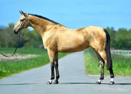 Koń achał-tekiński, Klacz, 15 lat, 166 cm, Jelenia